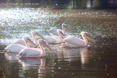 09a-Pelicans in Ziway Lake